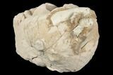 Unprepped Oreodont (Leptauchenia) Skull - South Dakota #192517-2